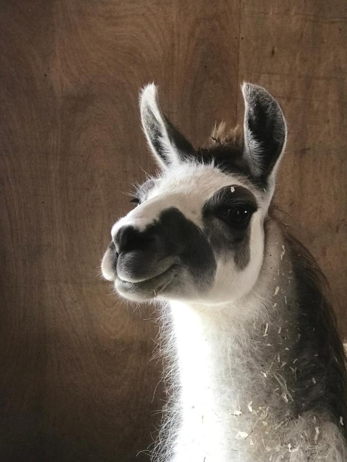 ホテル Koselig Dyregard I トロムソ エクステリア 写真